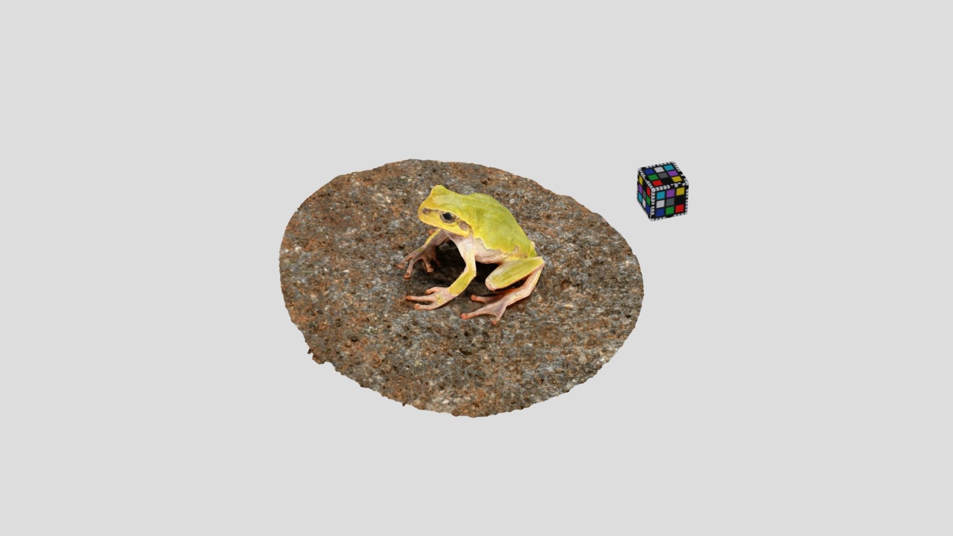 ニホンアマガエル Hyla japonica