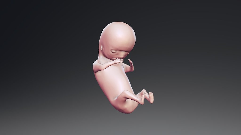 Human Embryo 8 Week