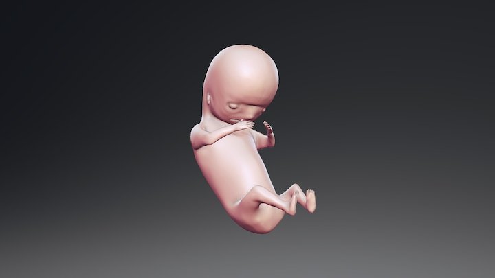 Human Embryo 8 Week 3D Model