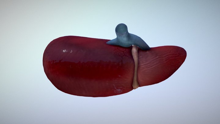 Human liver and gallbladder 3D Model