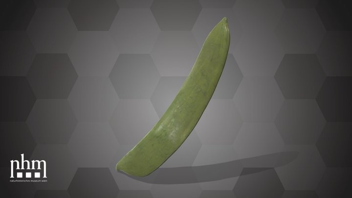 Pea pod (NHMW-AFW-DING-0046-026) – Kostenloses 3D-Modell STL