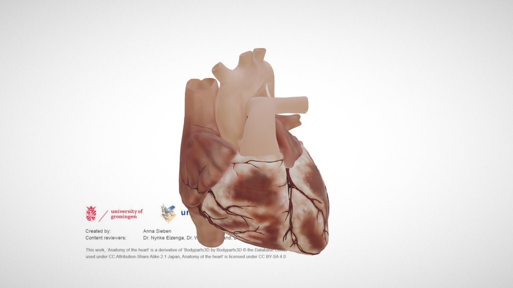 Cardiac Anatomy: external view
