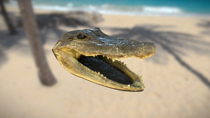 0001-07 Alligator (High Poly) 3D Model