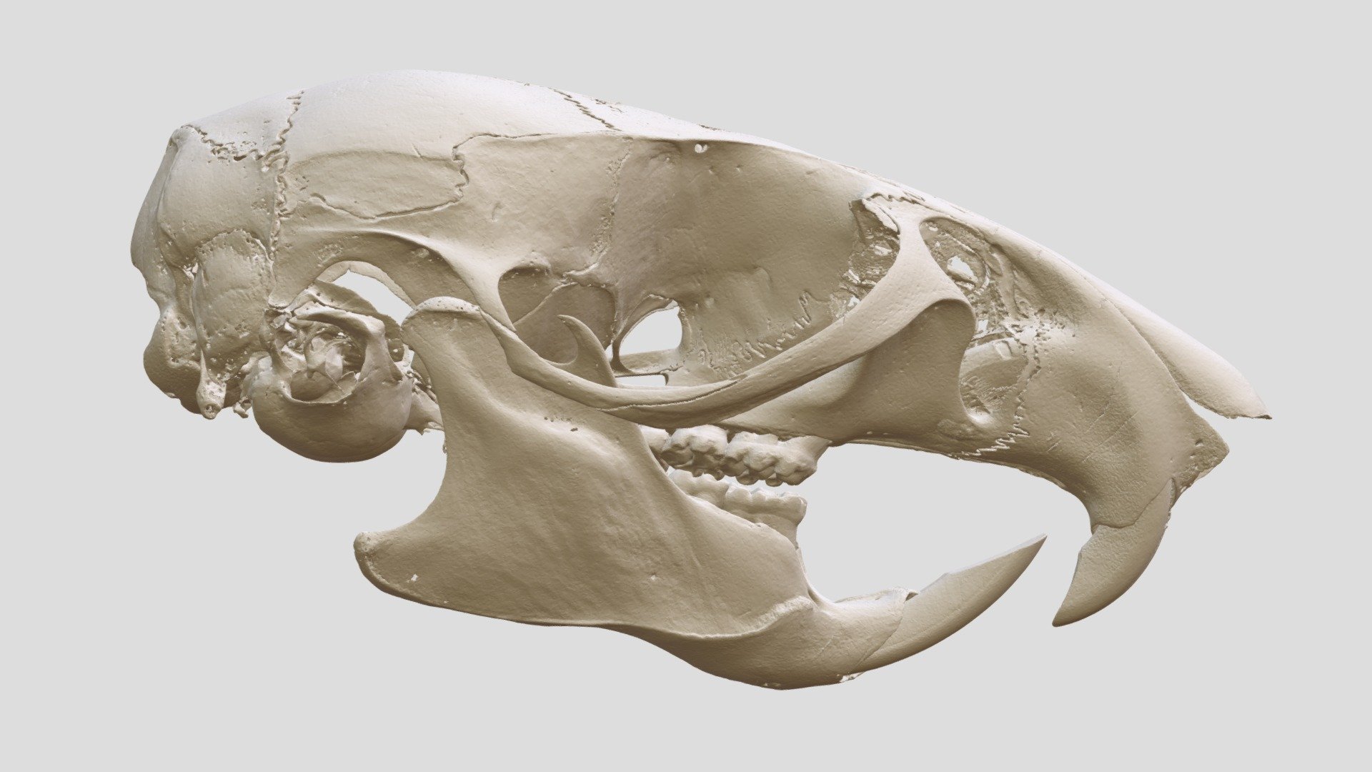 Aethomys namaquensis (MSBMamm42449) 3D model by Biodiversity