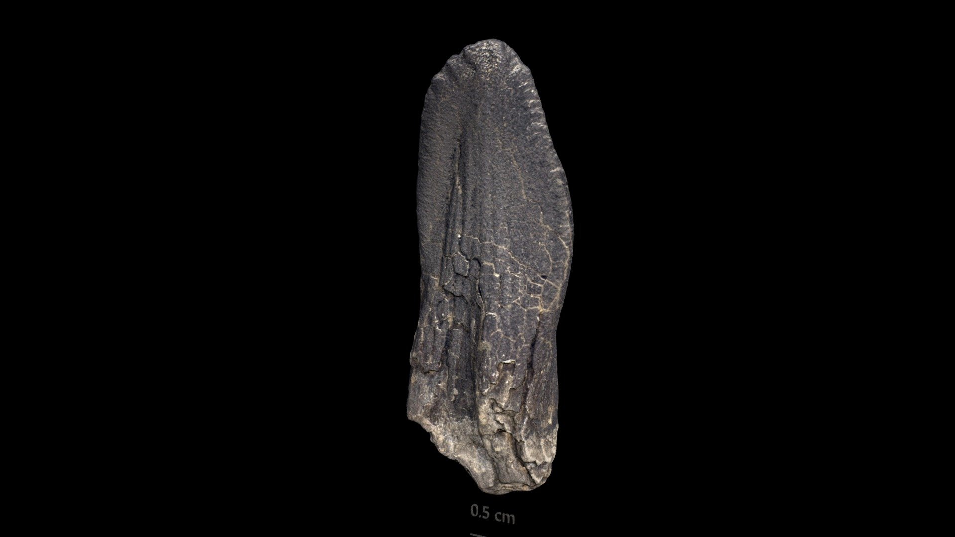 Tooth of the oldest titanosauriform MSNM V 6216 - 3D model by Gabriele ...