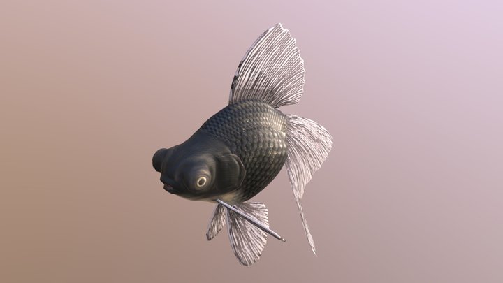 Broadtail Moor goldfish 3D Model