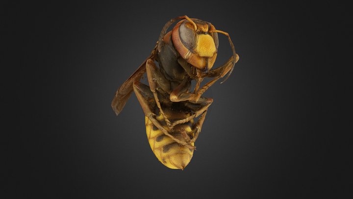 Dead European Hornet - Macro Scan 3D Model