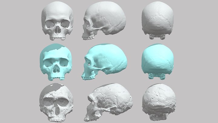 The Last Common Ancestor: Sapiens/Neanderthals 3D Model