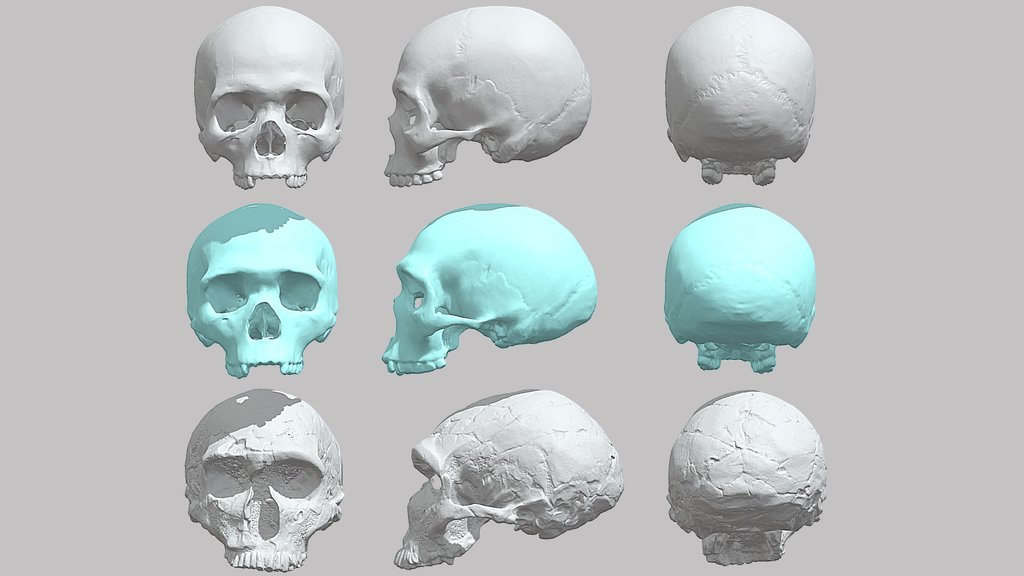 The Last Common Ancestor: Sapiens/Neanderthals