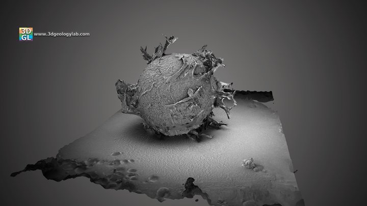 Microfossil - Spiniferites bentorii pannonicus 3D Model