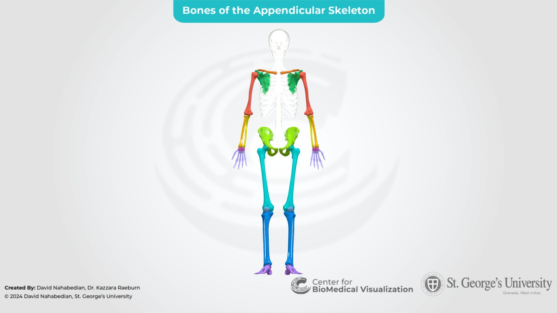 Bones of the Appendicular Skeleton 3D model by The Center for