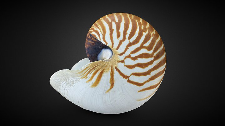Concha de Nautilus 3D Model