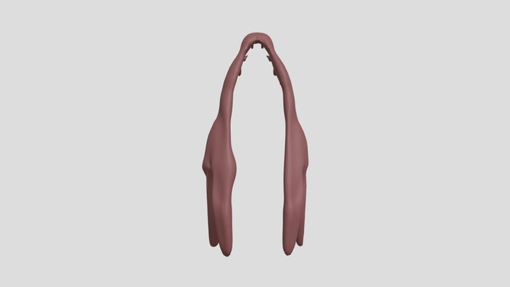Pike jawbone 3D Model