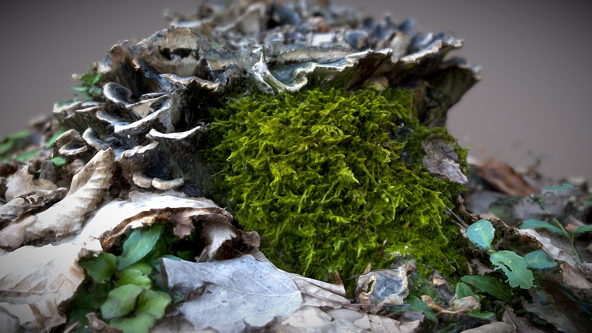 3D model Mushrooms Photoscan - This is a 3D model of the Mushrooms Photoscan. The 3D model is about a plant with green leaves.