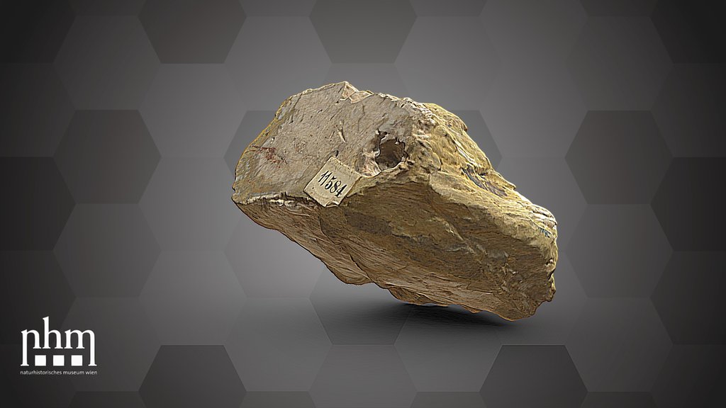 Fossil wood (NHMW-GEO-2024/0188/11584)