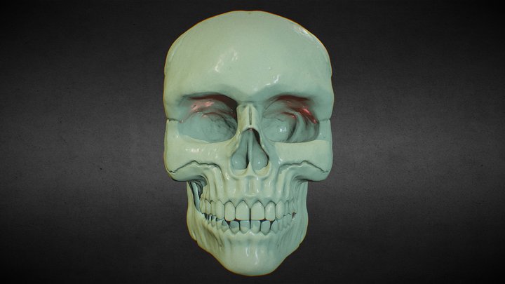 Skull  - Free Download 3D Model