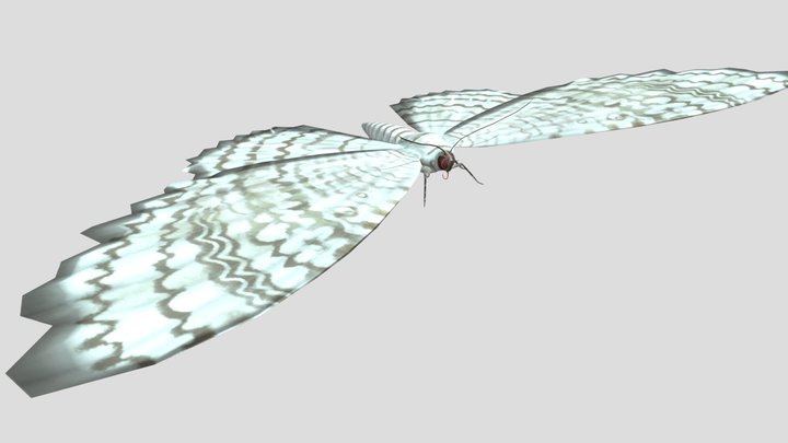 White Witch Moth 3D Model
