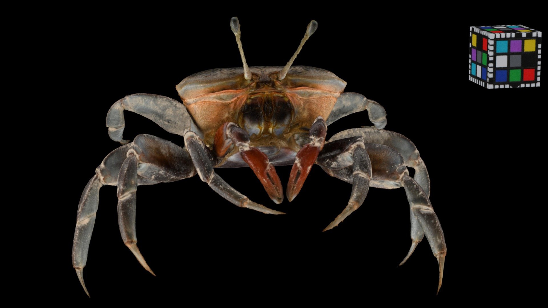 シオマネキ ♀ Bowed Fiddler Crab, Tubuca arcuata