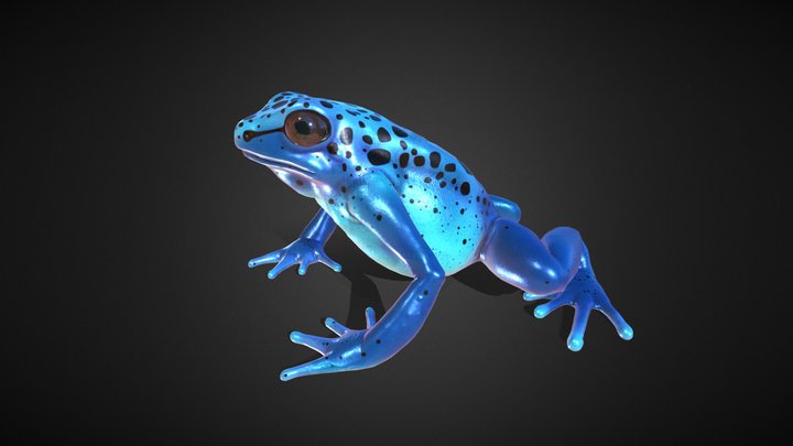 Blue Poison Dart Frog 3D, PBR Low poly 3D Model