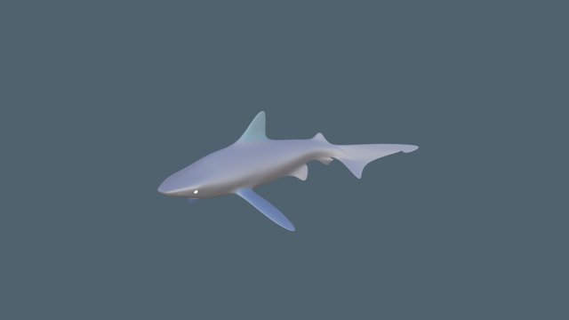 Tubarão Anequim 3D Model