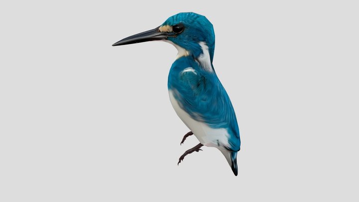 RAJA UDANG BIRU (CERUERULEAN KINGFISHER) 3D Model