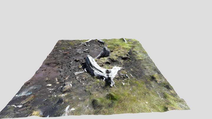 stump 3D Model