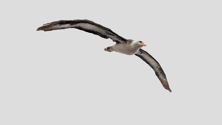 Albatros 3D Model