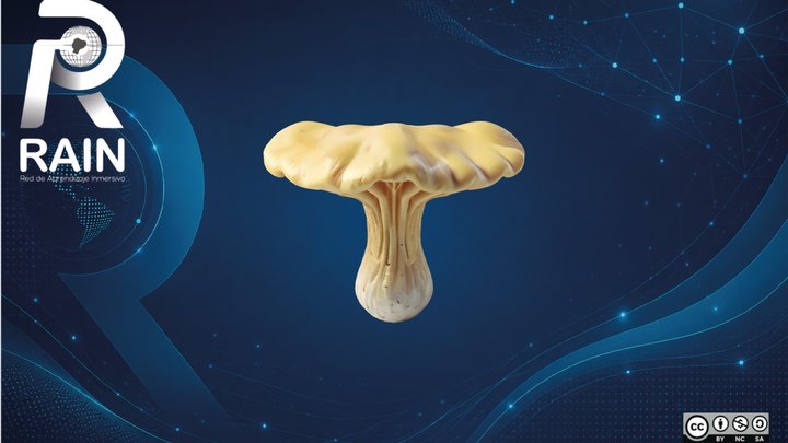 Paxillus Involutus – Free 3D Model STL