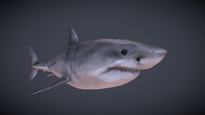Realistic Shark 3D Model