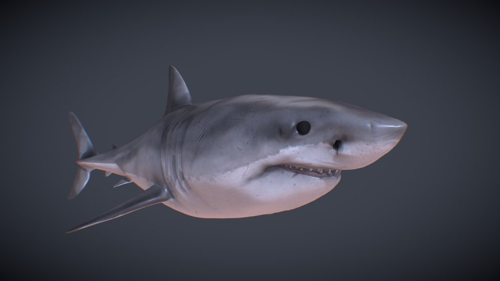 Realistic Shark
