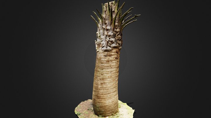 Chilean coconut palm (Jubaea chilensis) 3D Model