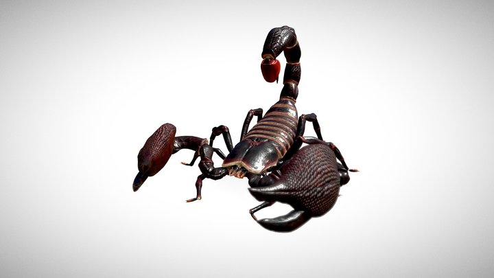 Scorpion 3D Model