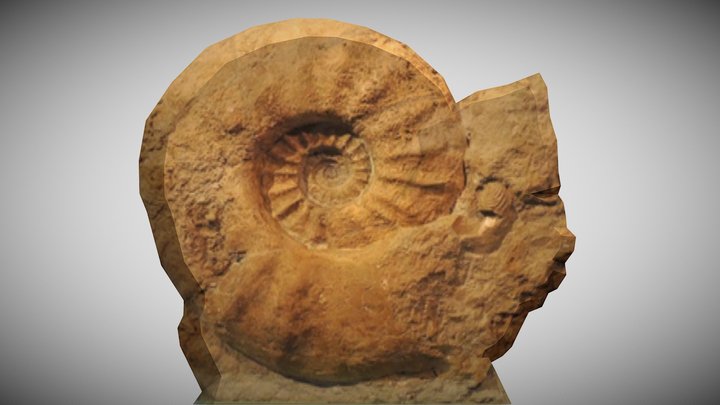 Parapuzosia seppenradensis Fossil – Kostenloses 3D-Modell STL