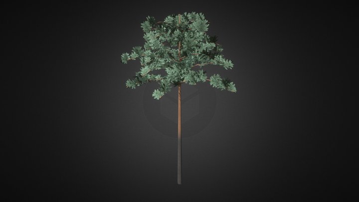 Pine tree gameready | Сосна - игровая 3Д-модель 3D Model