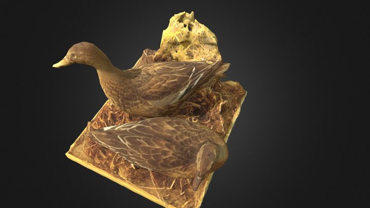 Heinätavi (Spatula querquedula ♀) 3D Model