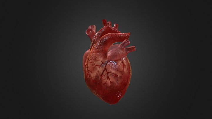 Human Heart 3d Model 3D Model