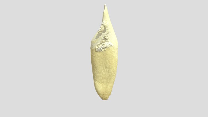 LLC_D 3D Model