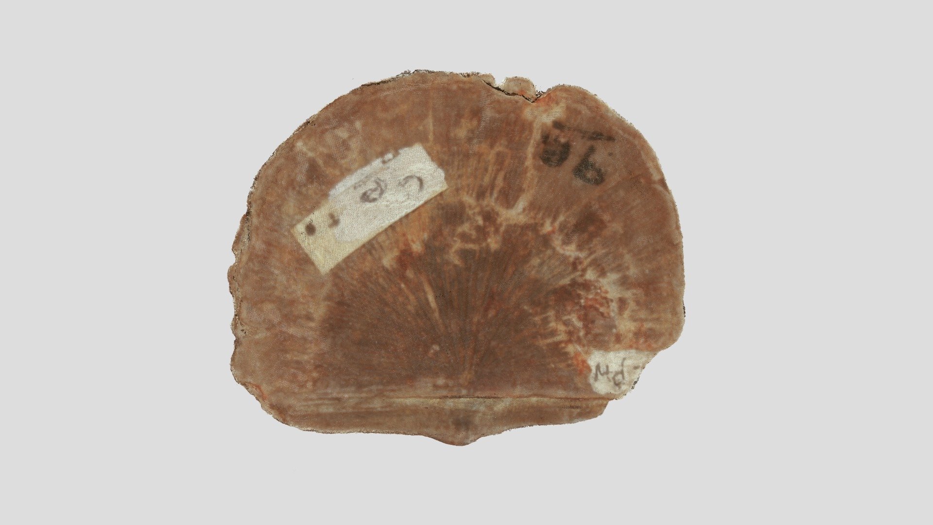 Stropheodonta sp.