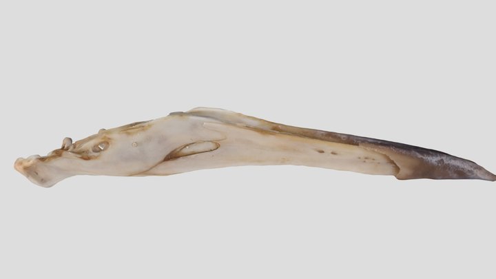 UWYMV:Bird:5959, Cerorhinca monocerata, Mandible – Free 3D Model STL