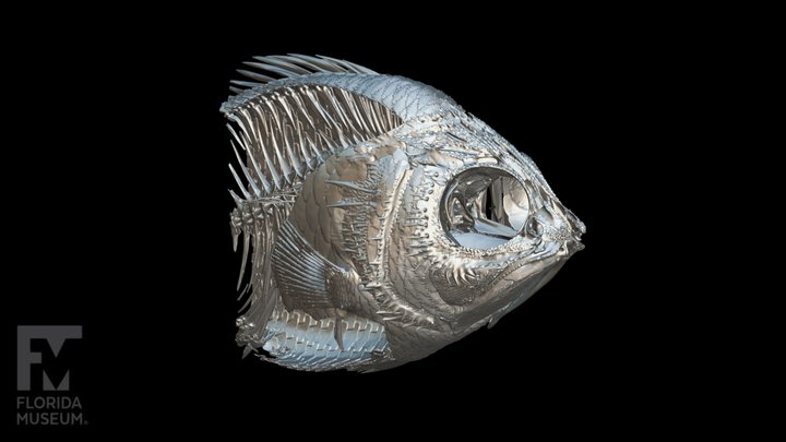 Fish-skeleton 3D models - Sketchfab