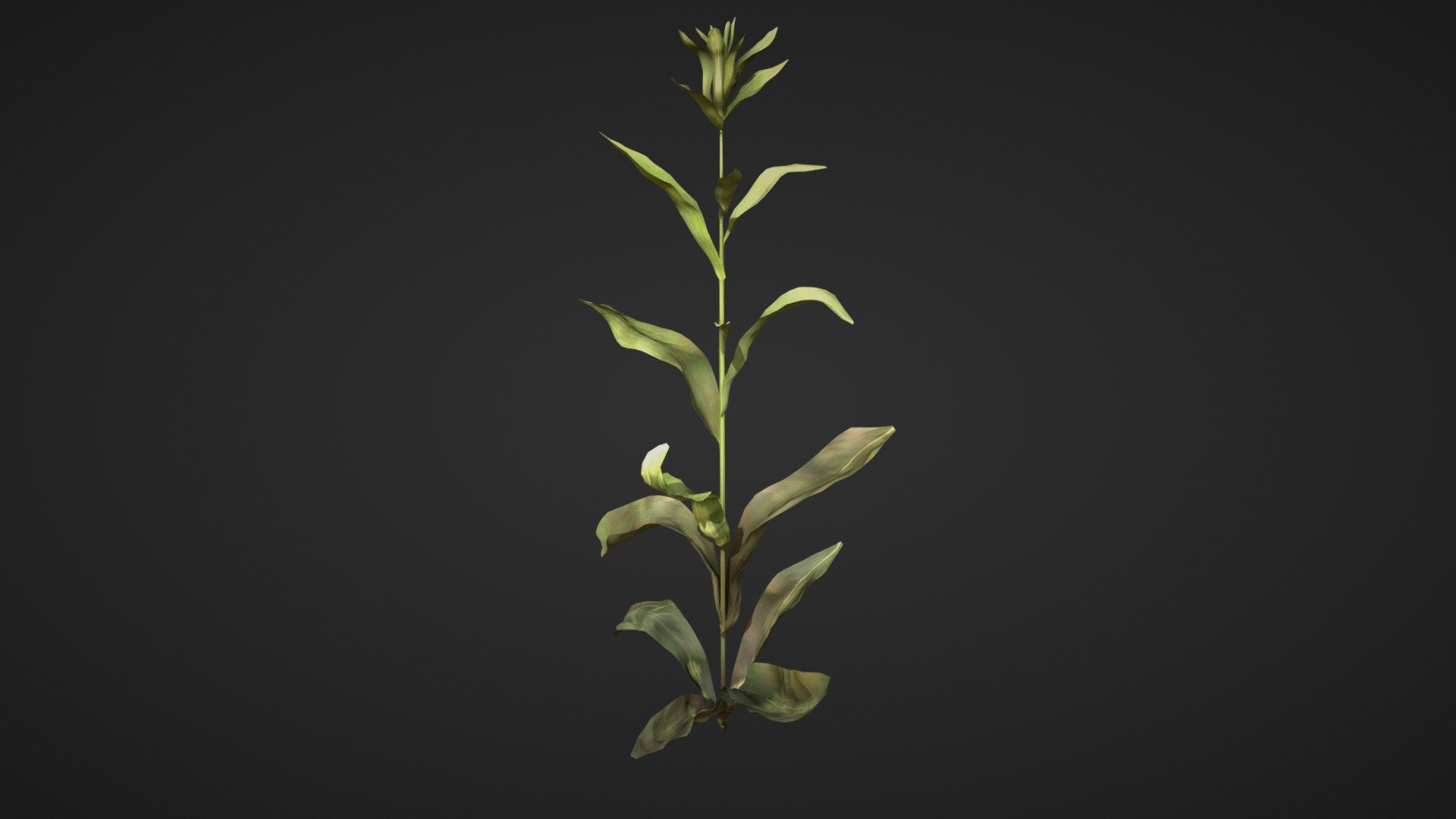 Plant