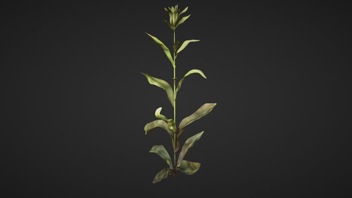 Plant 3D Model