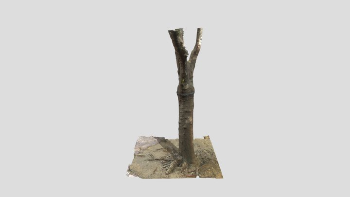 tree with branches 3D Model
