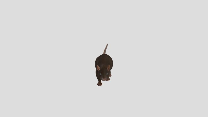 Rat Animated Running And Standing