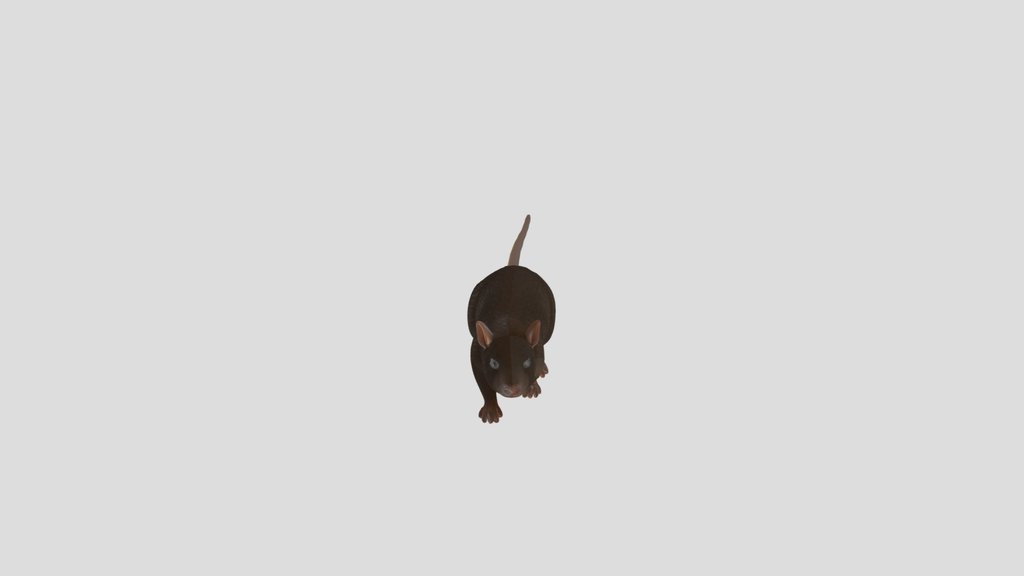 Rat Animated Running And Standing