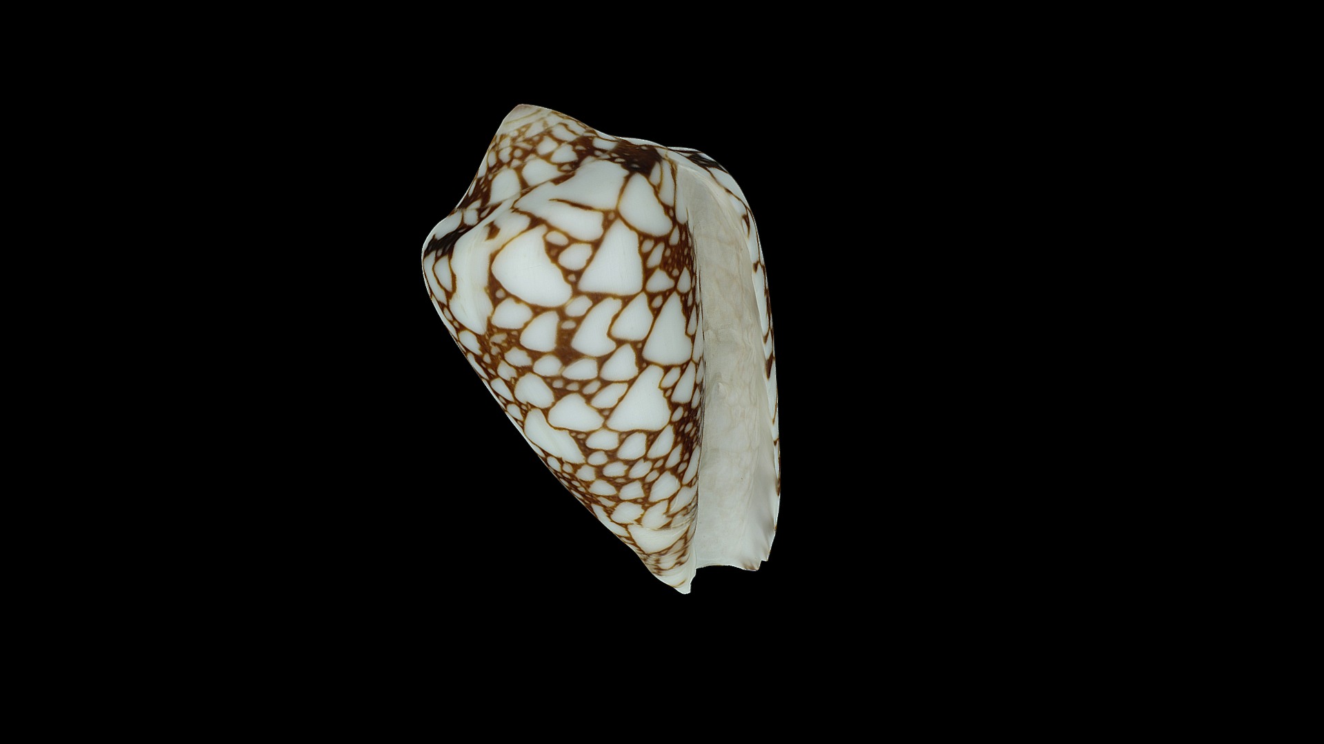 3D model Conus Textile - This is a 3D model of the Conus Textile. The 3D model is about a close-up of a stone.