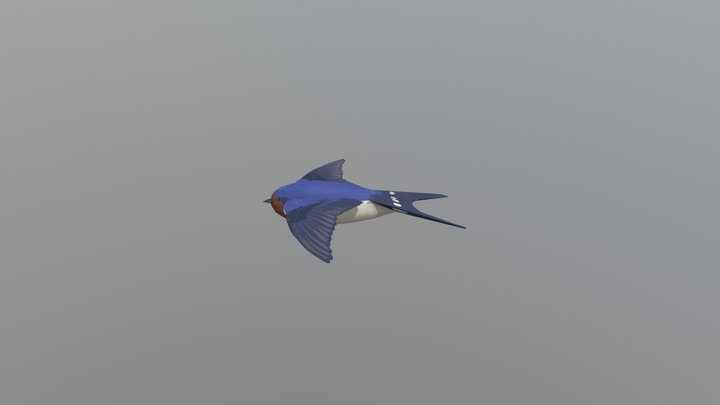 Swallow First Texture Pass 3D Model
