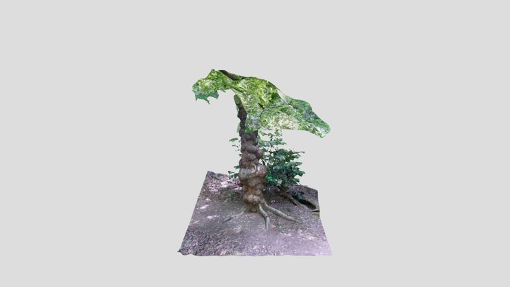 Knobbly Tree Kiri edited in Blender – Modello 3D gratuito STL