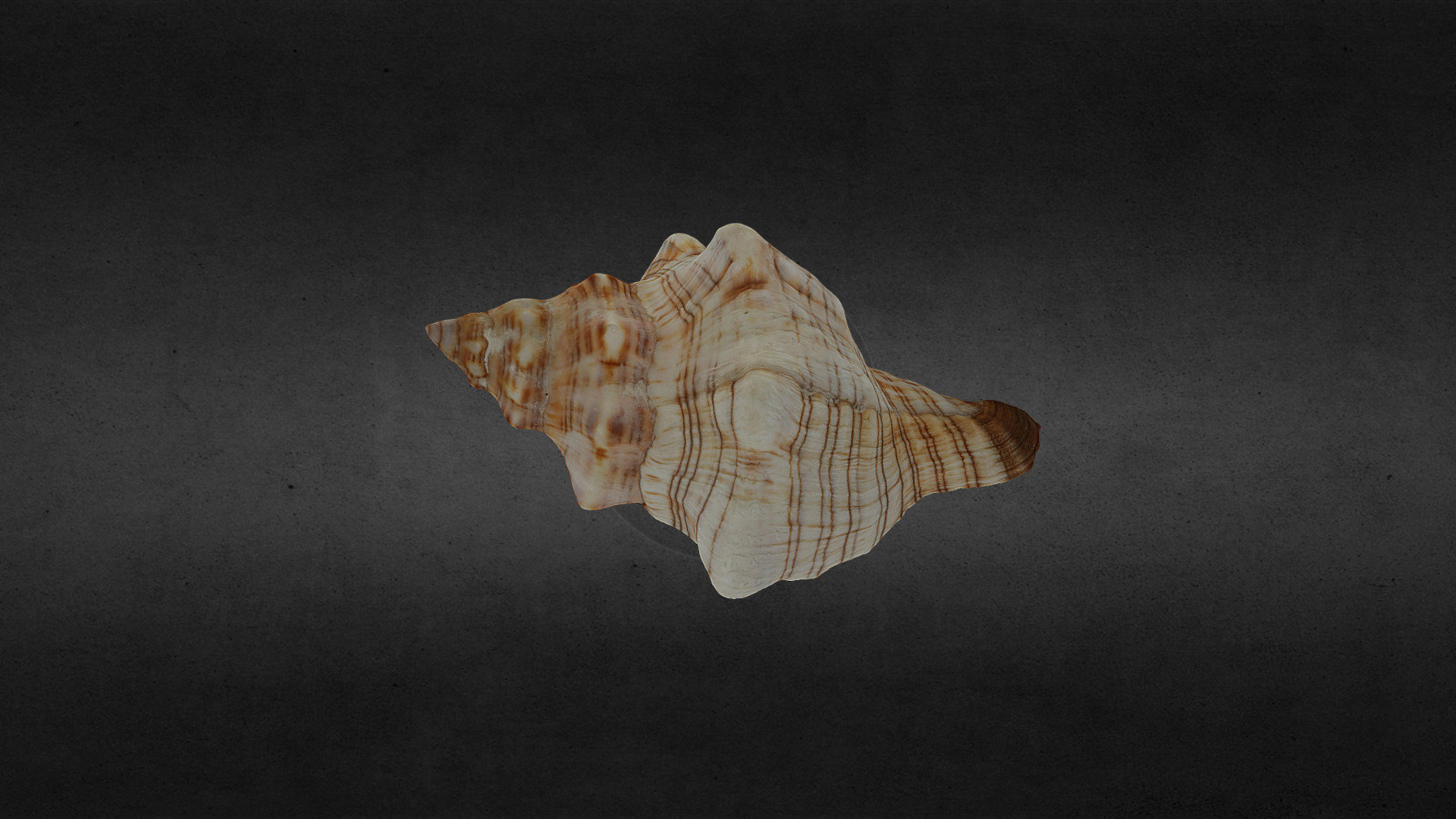 Coquillage