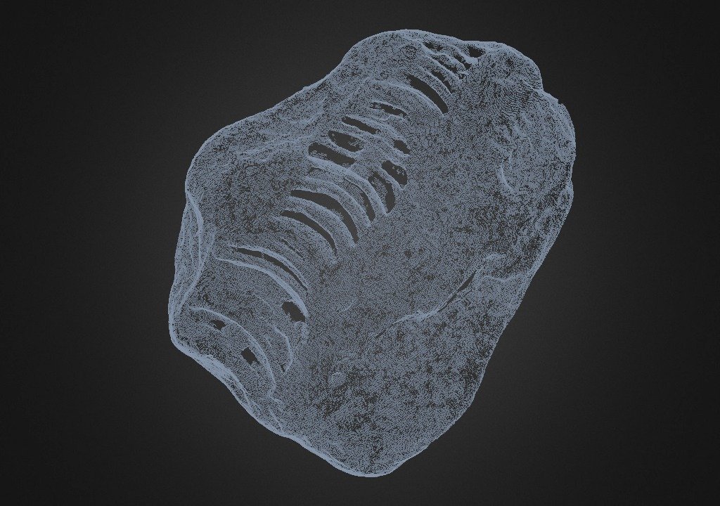 Treptoceras crebriseptum 01:01 Raw Data